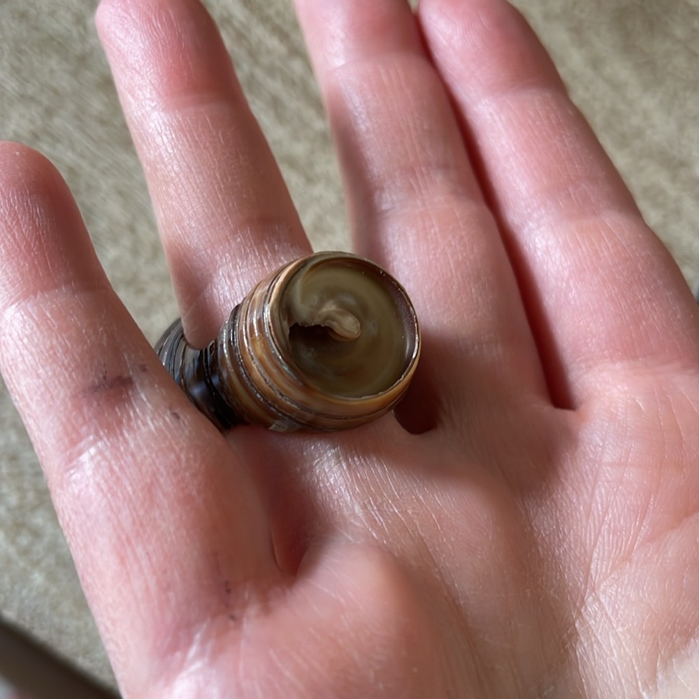 Real Shell ring - Picture 3 of 8
